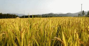 一场秋雨一场寒医生教你如何养生,杏林微科普大寒时节话养生