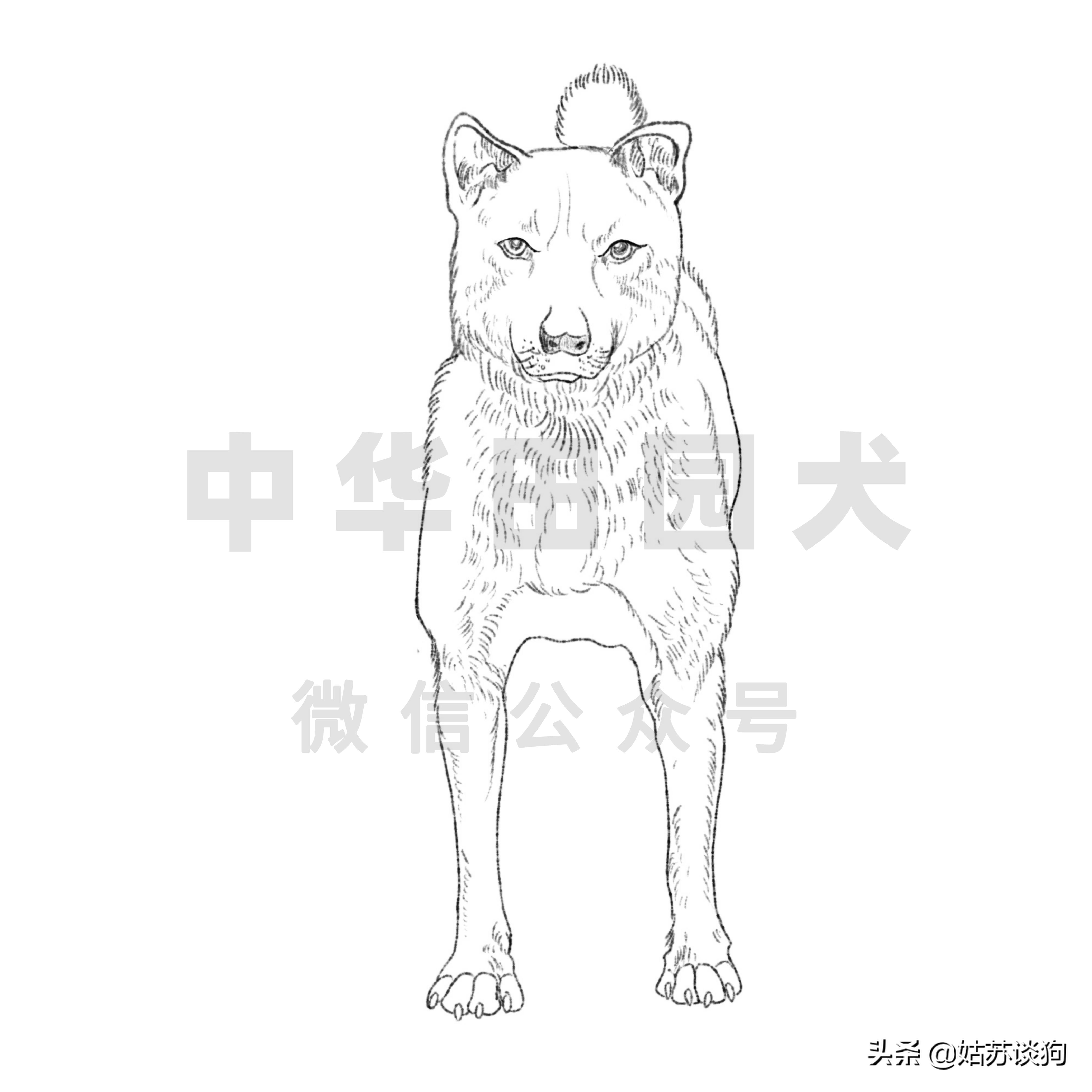 中华田园犬和品种犬有什么区别,中华田园犬什么狗最好养又听话