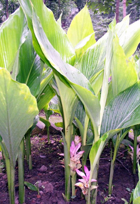 中华医药郁金有什么功效,饮片郁金的功效