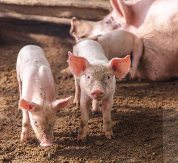 猪得了什么病还能治好吗,猪得了病可以治吗