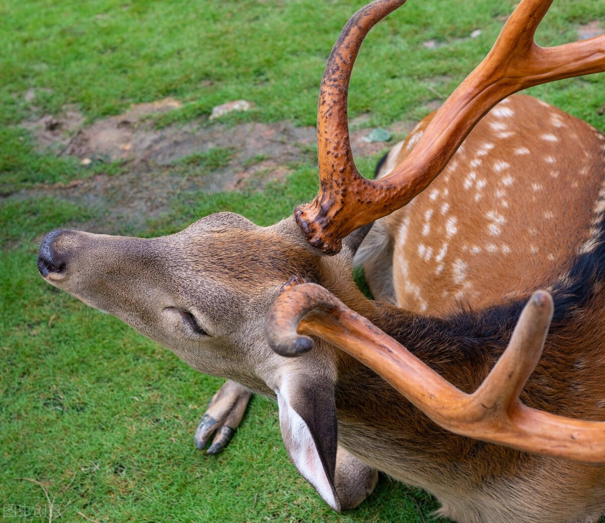 割鹿茸时梅花鹿会不会感觉到痛,梅花鹿鹿茸割掉会痛吗