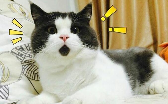 苹果手机怎么从icloud恢复照片,vivox9手机相册照片误删怎么恢复