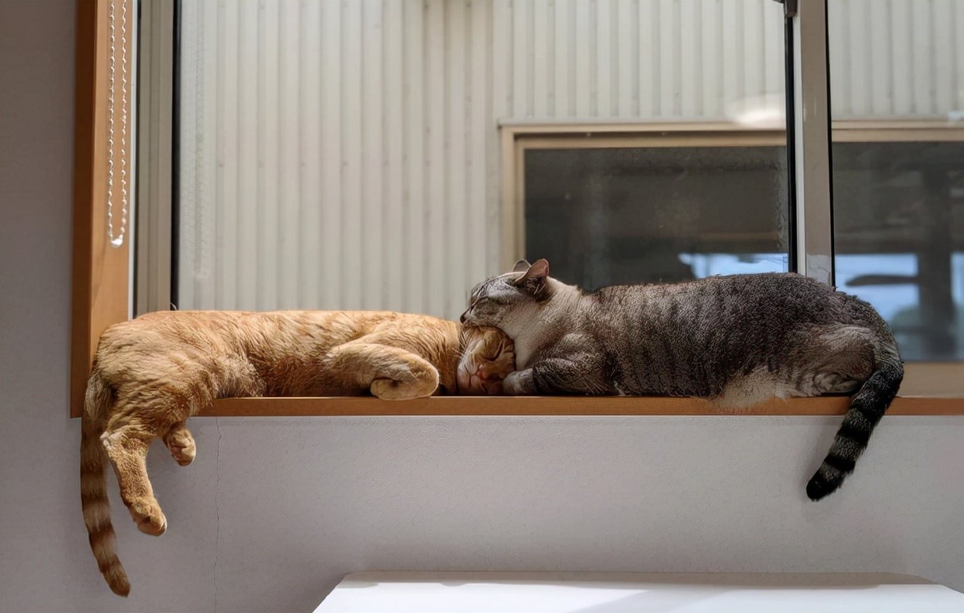 十二星座2021第十七周运势排行,猫巫占卜十二星座周运