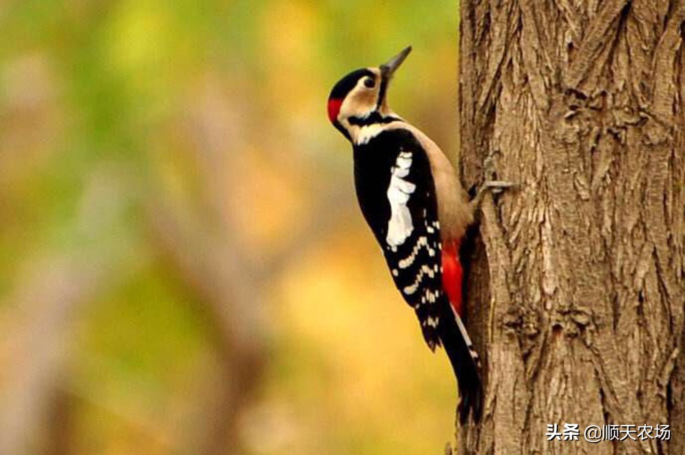 十种益虫和害虫,十大害虫和十大益虫图片