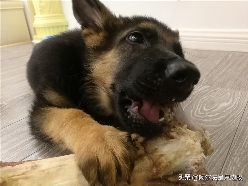 如何给狗狗挑喜欢的玩具,幼犬狗狗该玩什么玩具