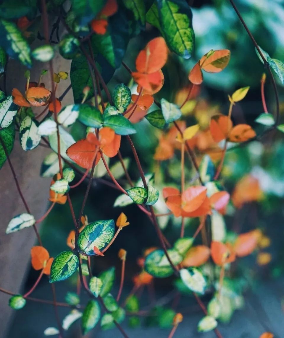 风车茉莉黄色白色粉色,黄风车茉莉和白风车茉莉区别