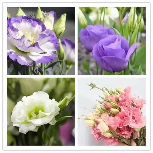 100种常见花卉资料大全,常见100种花卉介绍图片