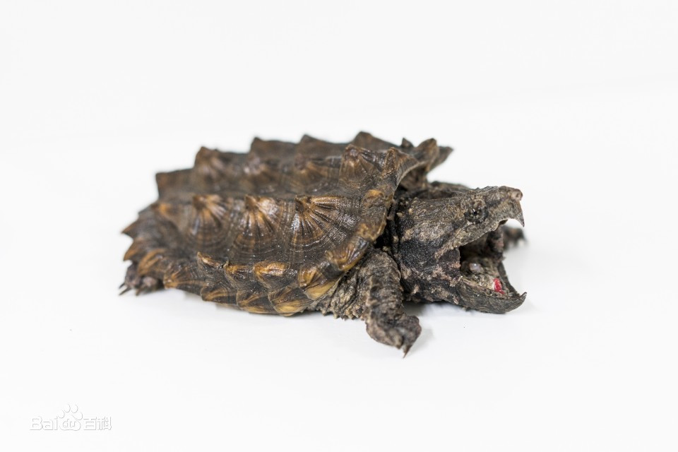 宠物龟忍者怎样饲养,东北饲养宠物龟品种