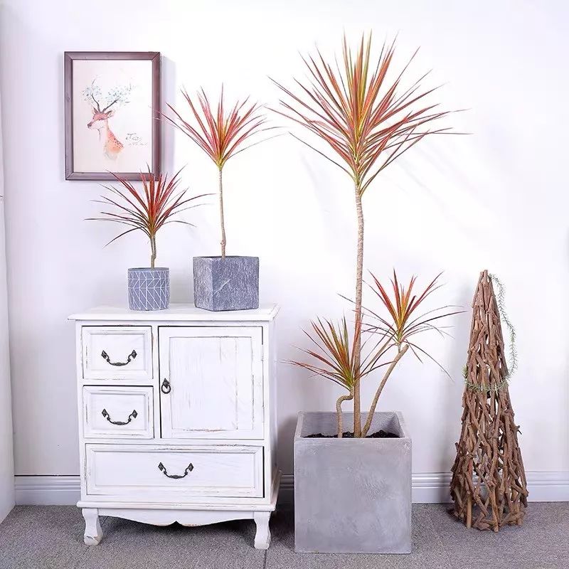 十大卧室养殖吸甲醛净化空气绿植,净化甲醛最有效绿植盆栽