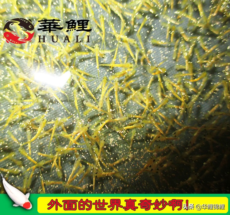 锦鲤水花鱼养殖方法,锦鲤鱼苗水花怎么养