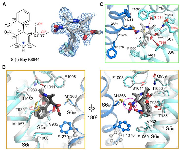 中国冷冻电镜技术进展,冷冻电镜最新研究