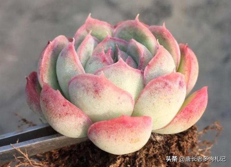 为什么从云南等地网购的多肉开始很紧致，但养着养着就散开了呢？