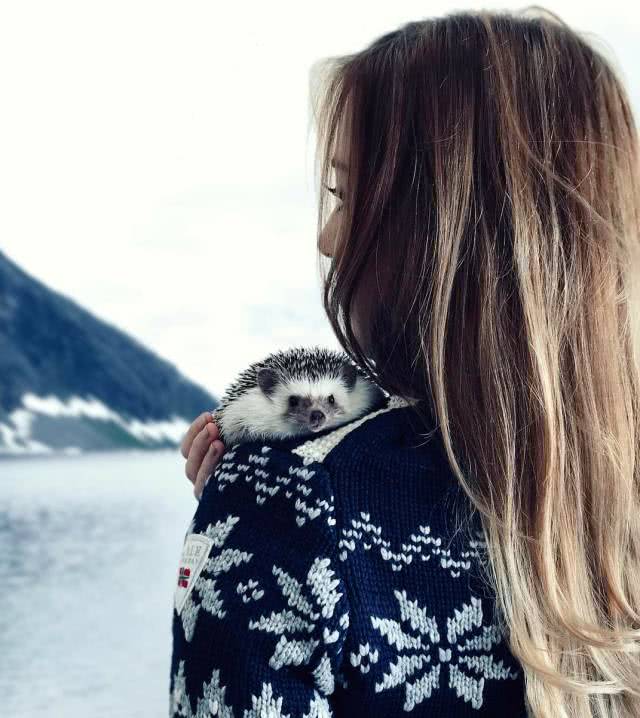 网红小刺猬——过成了你最想要的样子。