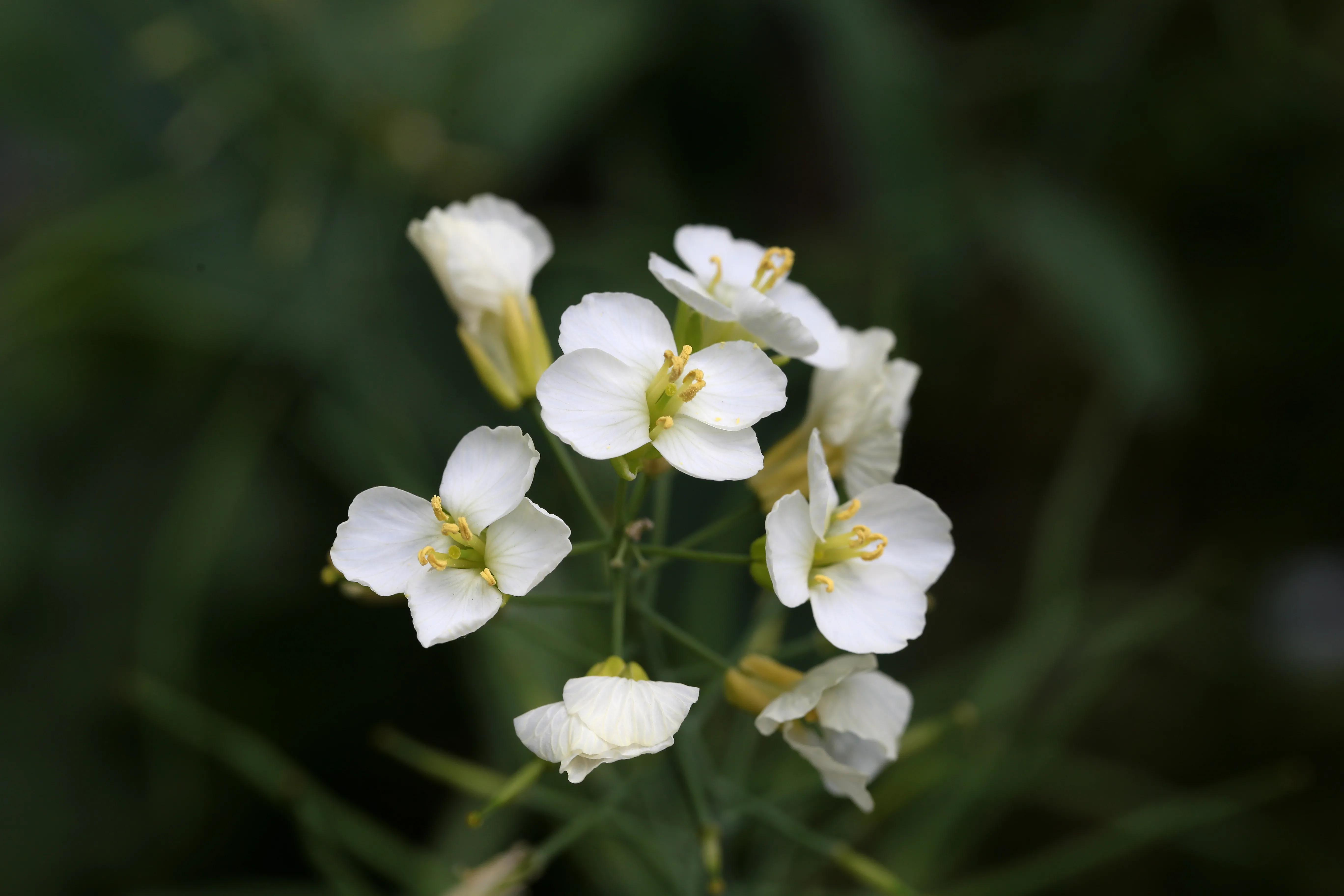 西溪湿地花朝节花草集（2）