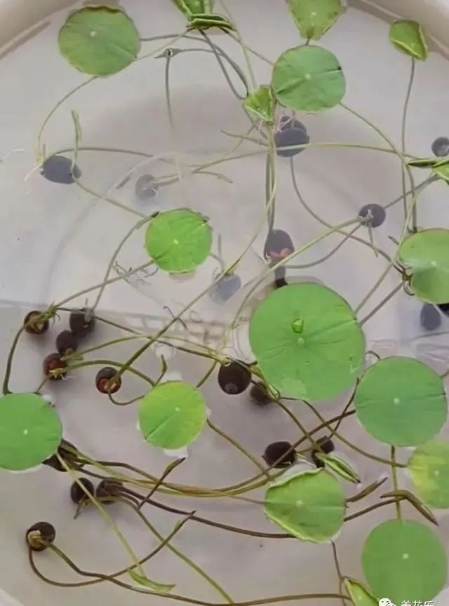 碗莲能养小鱼吗,一缸碗莲养几条小鱼