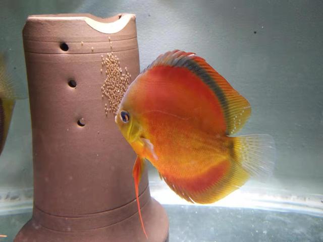 好饲养繁殖快的观赏鱼,喜欢养观赏鱼适合什么工作