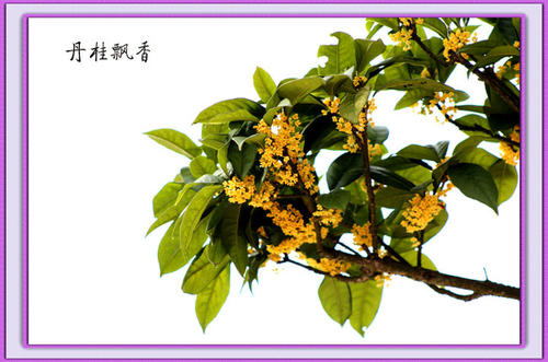 乌梅是酸梅汤的灵魂，教你煮一碗正宗地道的酸梅汤