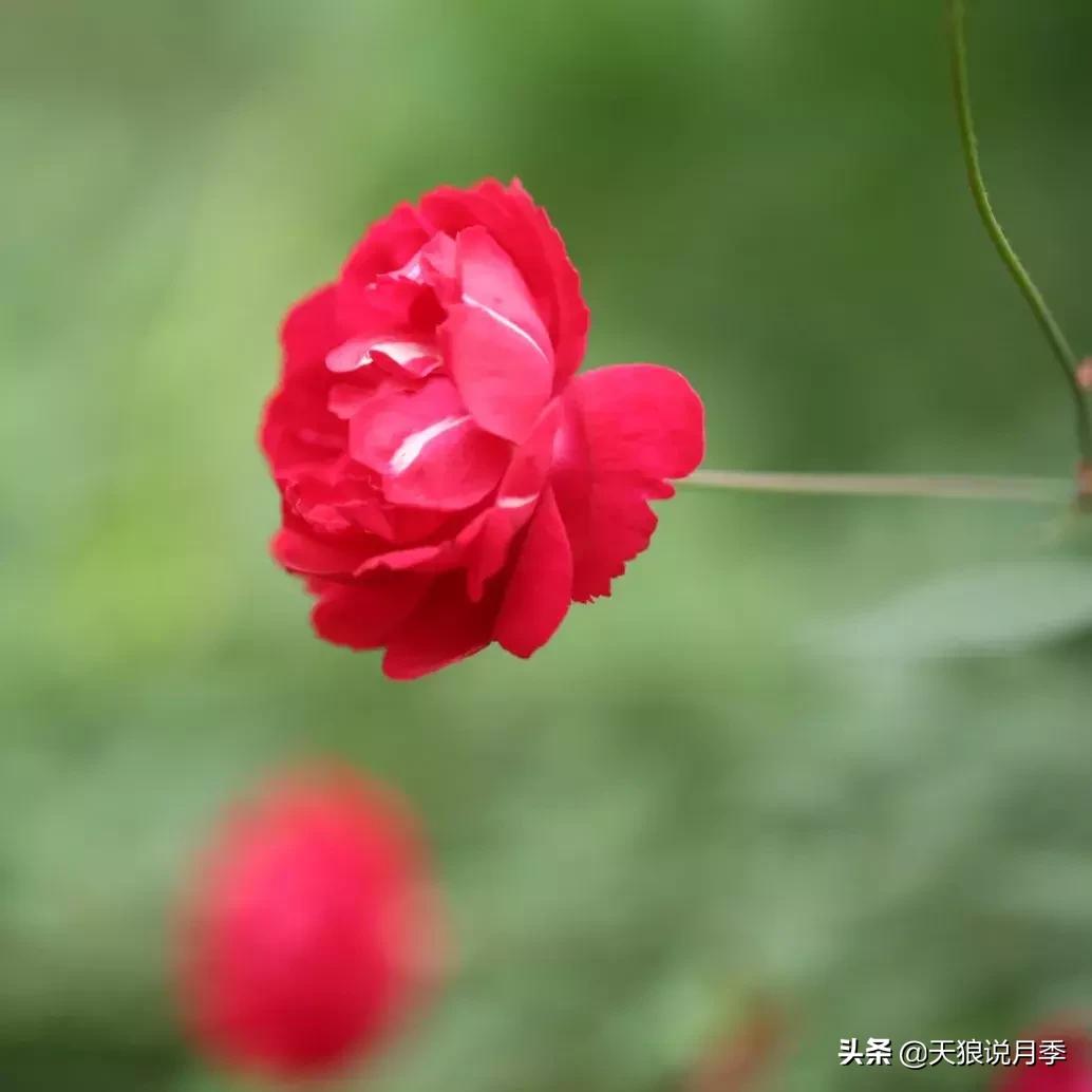 古老月季的魅力,40种中国古老月季