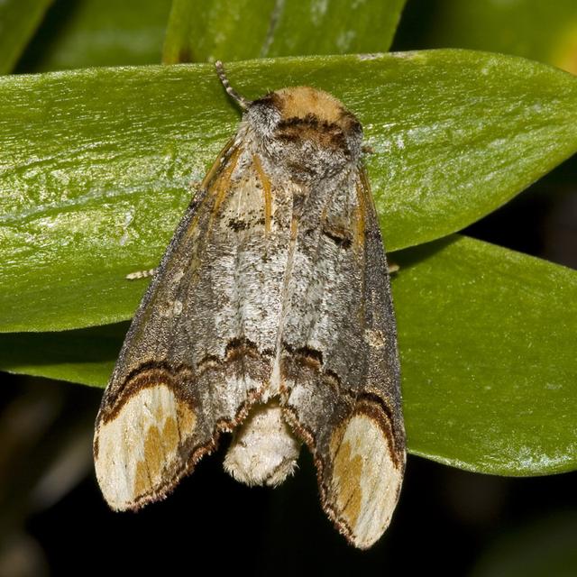 100个搞笑冷知识动物,奇葩动物冷知识你都知道哪几个