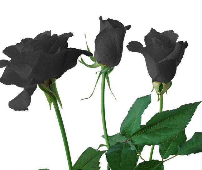 各色玫瑰不同花语表白千万别送错了哦！「凌源名品」