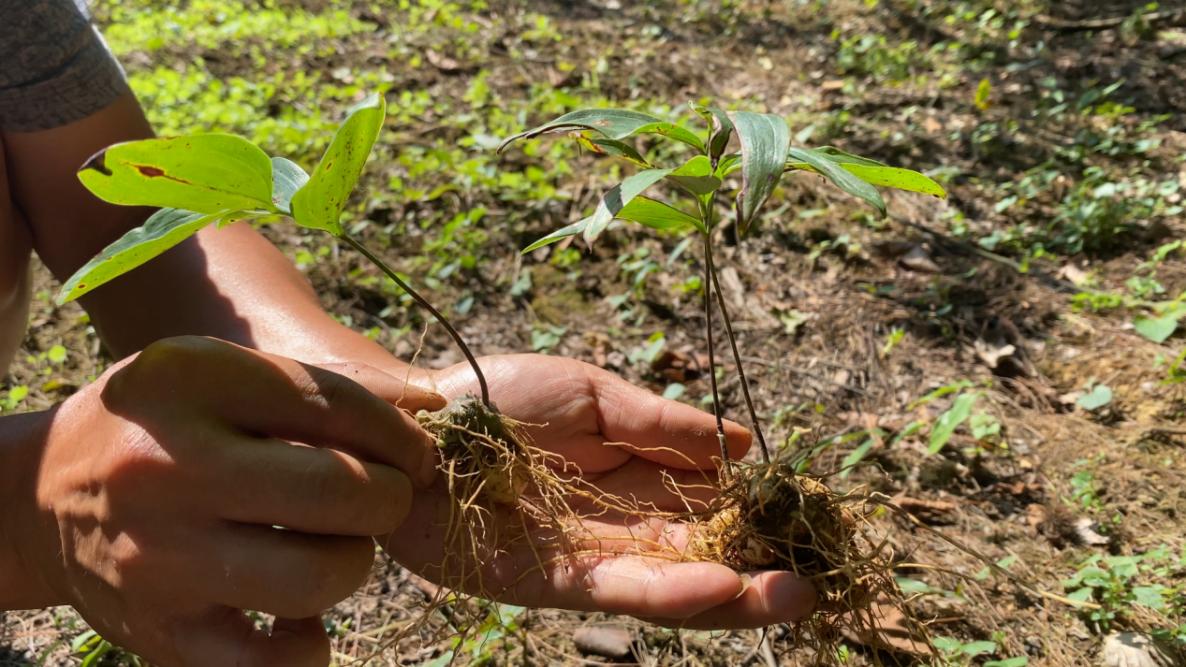 开阳县电子商务公共服务中心来到顶方村黄精种植基地