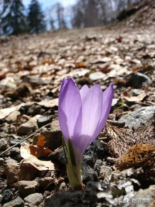 希腊西红花茶的种植,药食同源希腊西红花