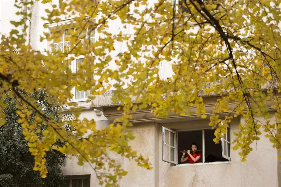 最美校园免费观看,最美校园银杏