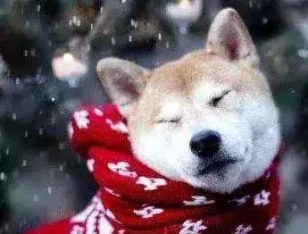 苏州联萌宠物餐馆,苏州联萌宠物餐厅开业了吗