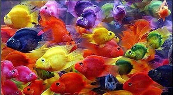 红鹦鹉鱼种类,红白鹦鹉鱼种类