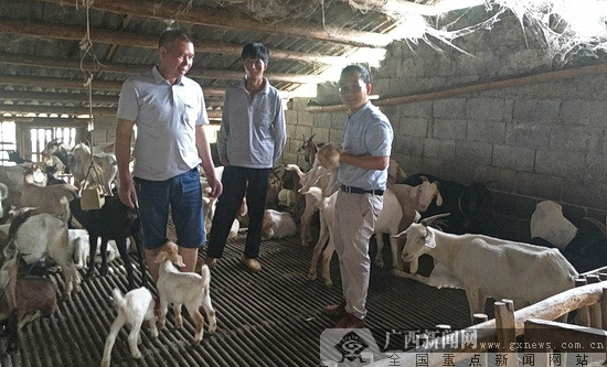 独臂羊倌曹建新郑州,独臂养羊人走上致富路