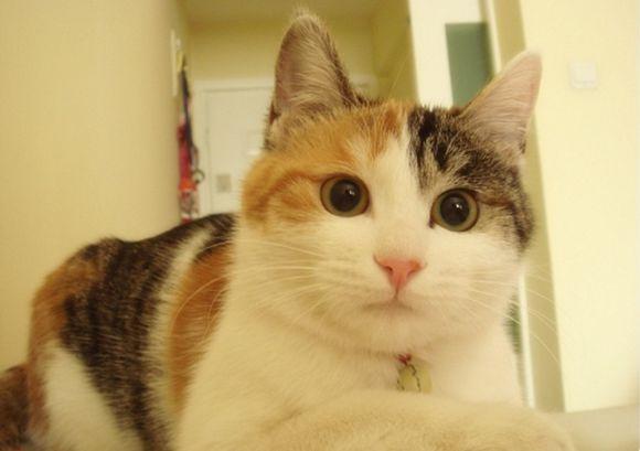 中华田园猫品种排行,中华田园猫的品种大全及图片