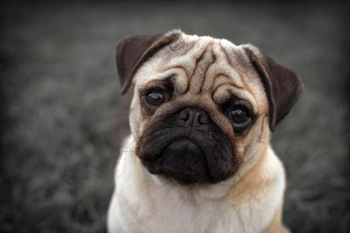 想要养狗,十大不建议穷人养的狗小鹿犬