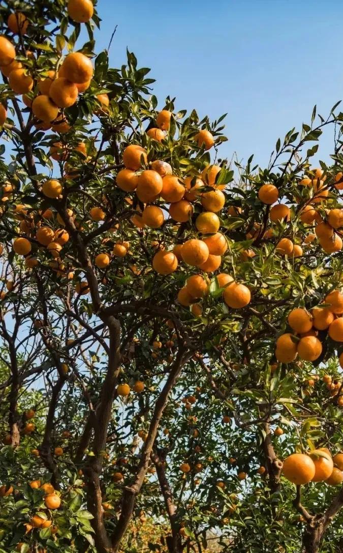 苏州东山西山包吃住农家乐推荐,苏州西山林屋洞附近包吃包住民宿