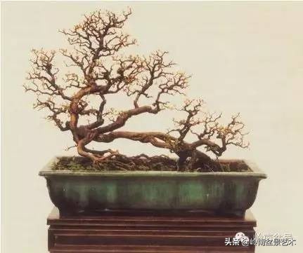 雀梅有盆景七贤之一的美称,盆景七贤之一雀梅图集