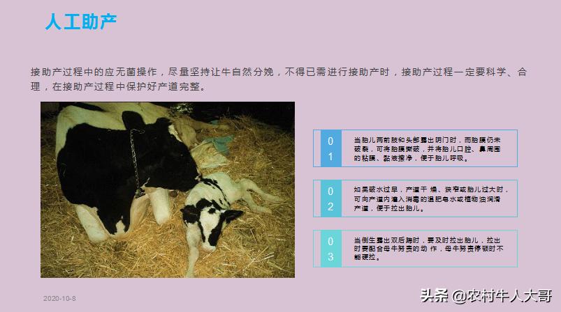 奶牛产后子宫净化保健实施方案ppT课件