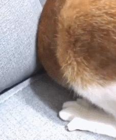 众所周知猫是液体吗,众所周知猫都是液体