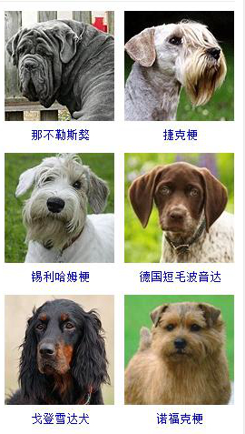 狗狗品种大全及图片超可爱宠物狗,宠物狗的常见品种名称大全