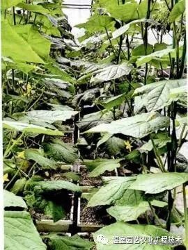 无土栽培的基质处理措施有哪些,无土栽培常用的栽培基质有什么