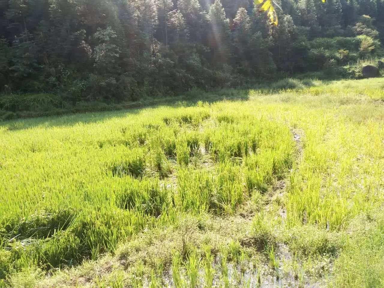 我国野猪泛滥，无虎豹下，野猪称雄，允许猎杀为何不许吃肉？