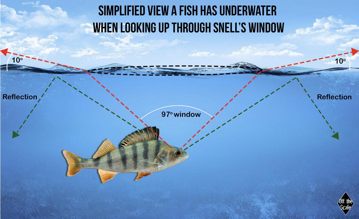 「鱼基础知识」鱼的生理构造和习性，科普文章助力钓鱼