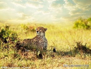 无奇不有的冷知识,世界之大无奇不有令人大开眼界