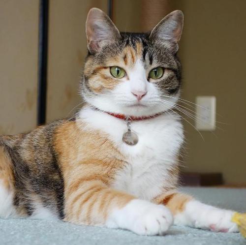 这些名贵的中华田园猫你都知道吗,中华田园猫中最稀有的田园猫排名