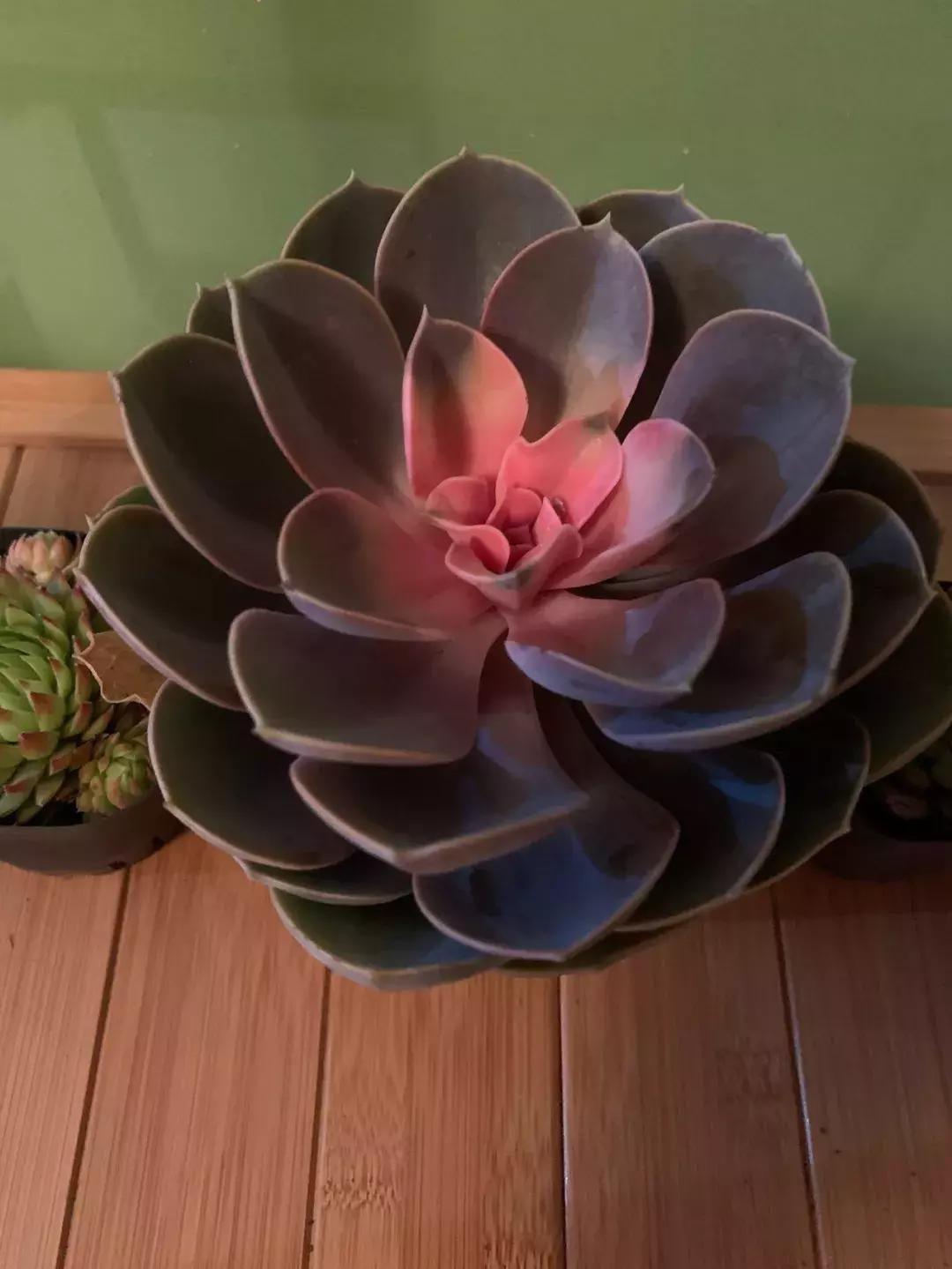 多肉去哪里买最便宜,花市买多肉怎么选