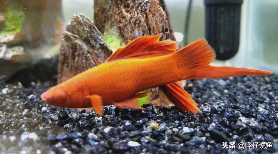观赏鱼排在前10名的冠军鱼,盘点十大观赏鱼