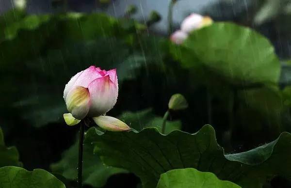 中国十大名花你认识几种呢,中国十大名花你喜欢哪种呢