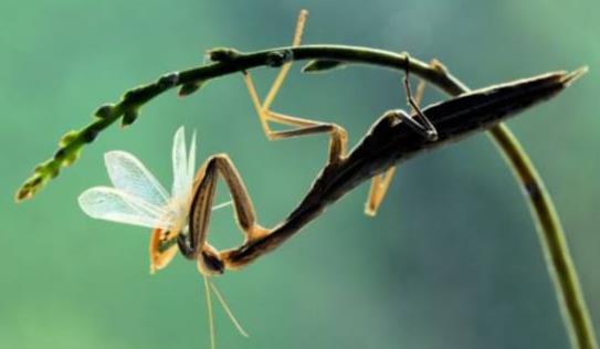 昆虫界战斗力最强的昆虫,谁是昆虫界最厉害的杀手