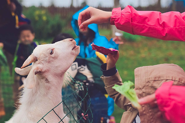 小山坡亲子农场需要准备什么,亲子农场体验推荐地