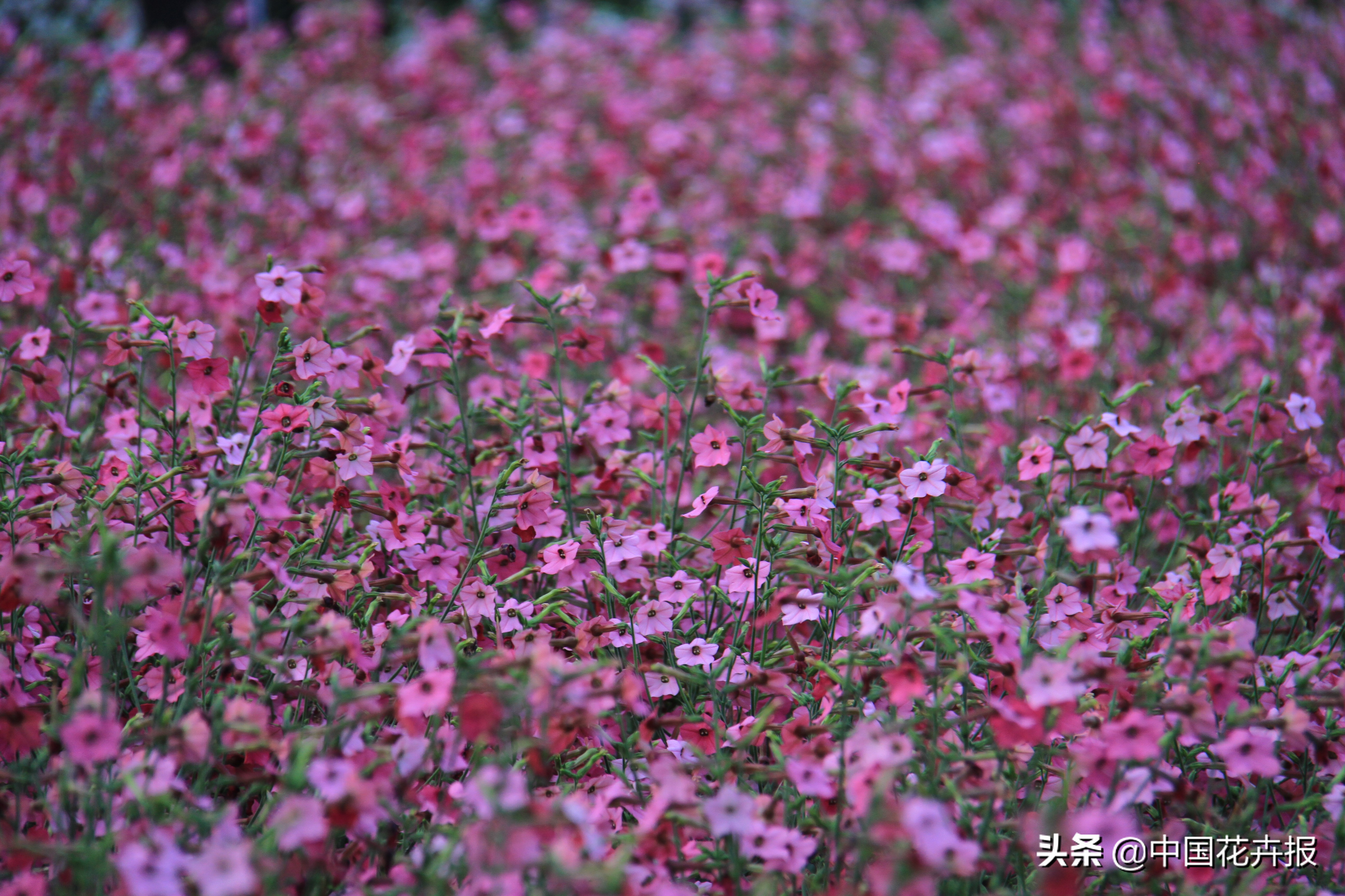 花园必备植物大全,花园常用植物科普