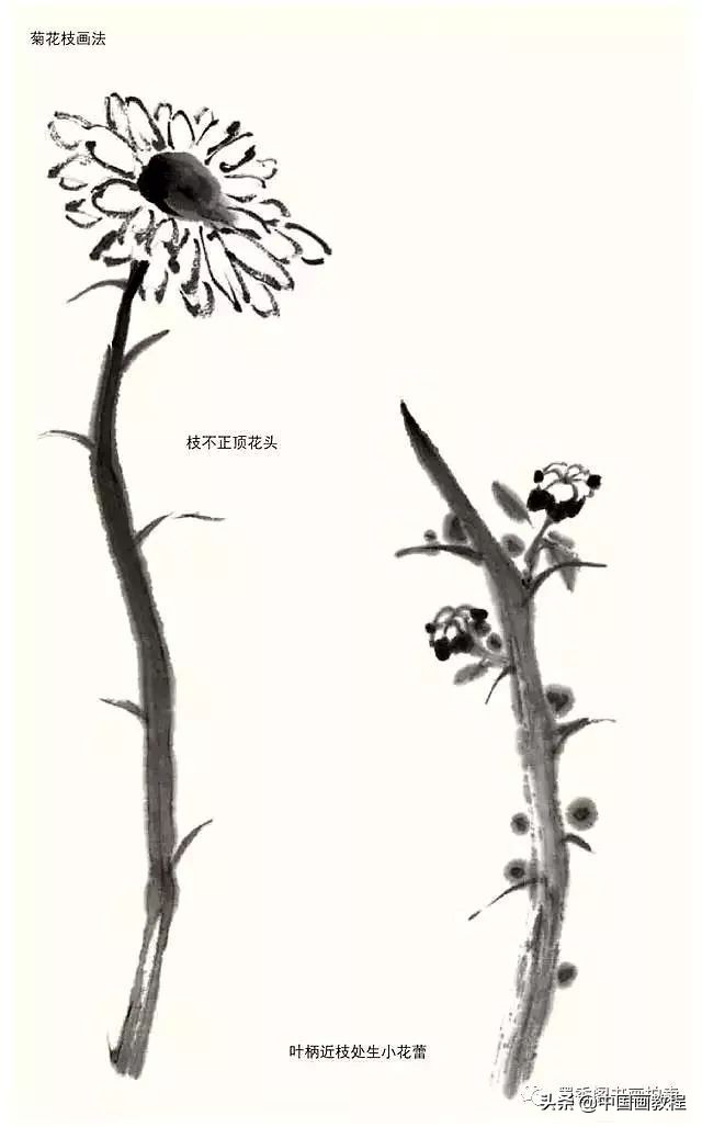 菊花花头花苞画法,菊花花头的画法步骤图片