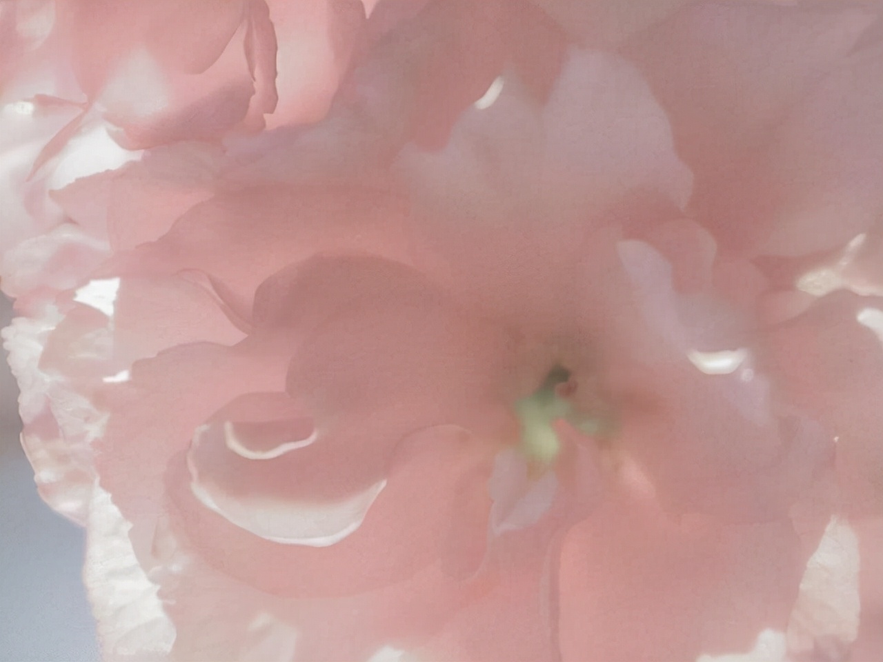 狮子座在感情方面,狮子座情场高手的表现